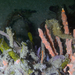 Observation photo