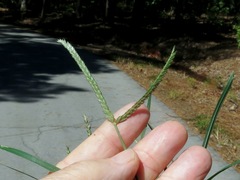 Eleusine tristachya
