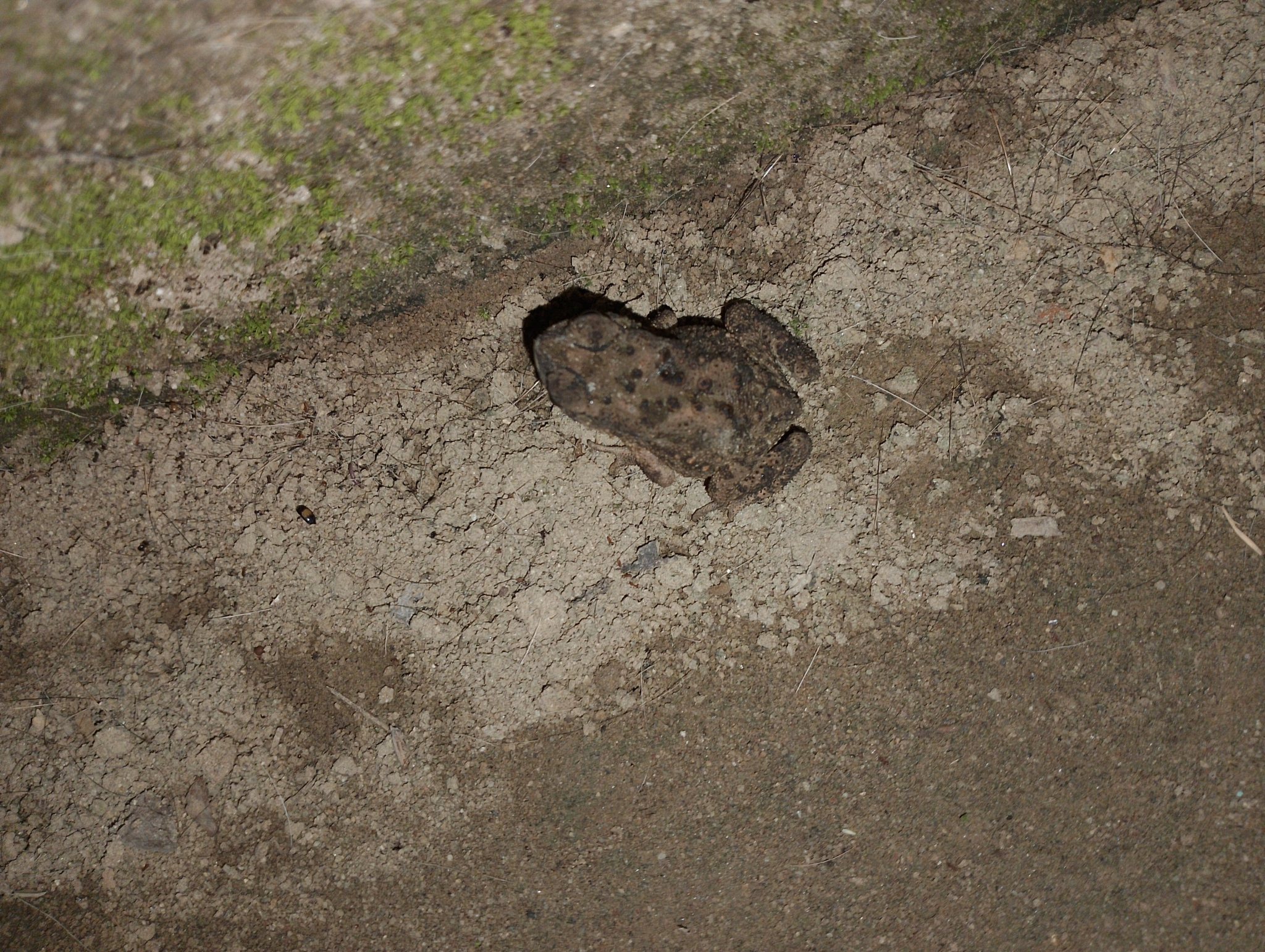 Indian Common True Toad