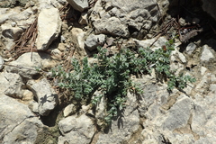 Hypericum tomentosum