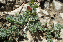 Hypericum tomentosum