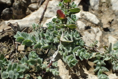 Hypericum tomentosum