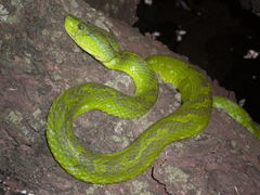 Bothriechis thalassinus