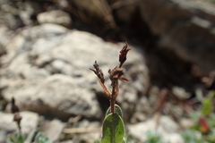 Hypericum tomentosum