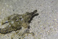 Eurypegasus draconis