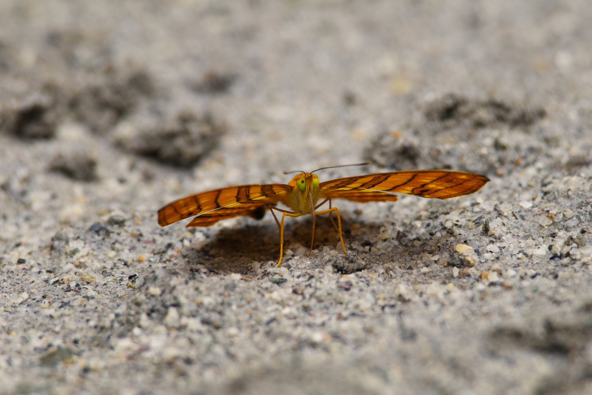 Common Maplet