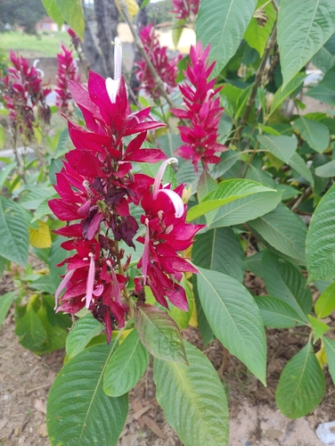 Brazilian red-cloak