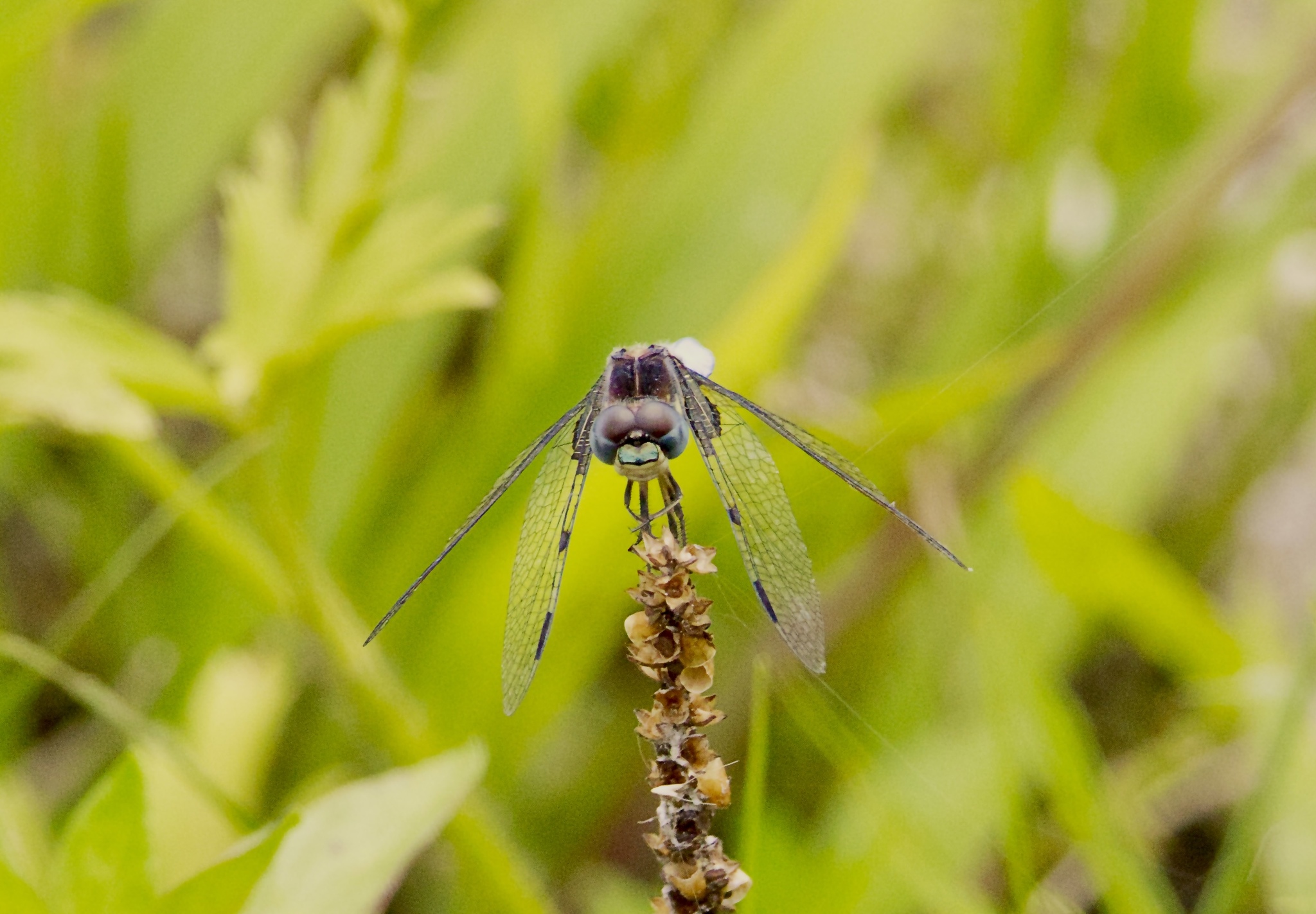 Asian Widow