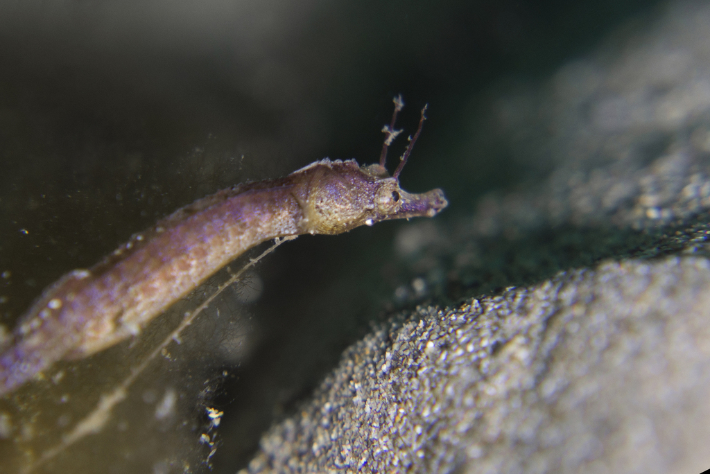 Shortpouch Pygmy Pipehorse