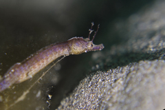 Shortpouch Pygmy Pipehorse photo 1