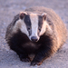 European Badger - Photo (c) Paul Bowyer, some rights reserved (CC BY-NC), uploaded by Paul Bowyer