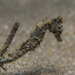 Observation photo