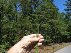 Panicum dichotomiflorum dichotomiflorum