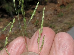 Panicum dichotomiflorum dichotomiflorum