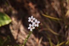 Adenandra brachyphylla