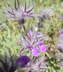 Stachys lavandulifolia, photograph author not stated, no rights reserved