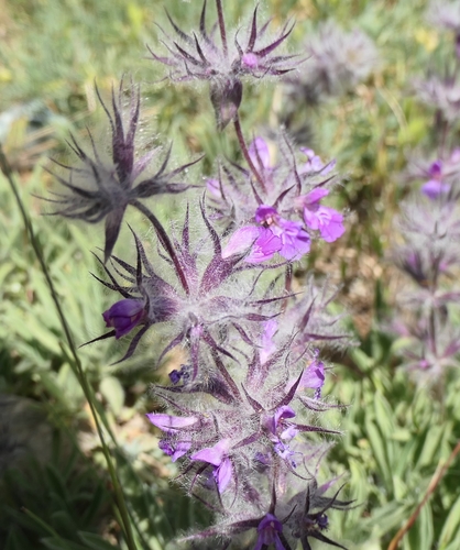 Stachys lavandulifolia, photograph 5