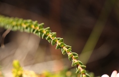 Adenandra brachyphylla