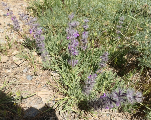 Stachys lavandulifolia, photograph 6
