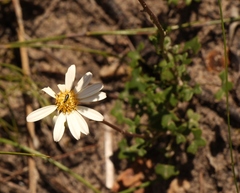 Senecio hastifolius