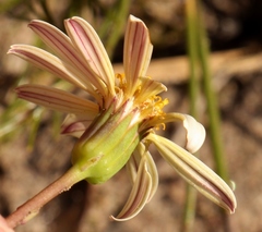 Senecio hastifolius