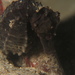 Observation photo