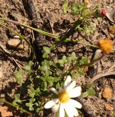 Senecio hastifolius