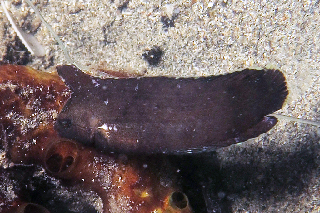 Seagrass wrasse