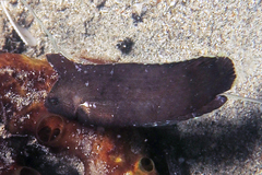 Novaculoides macrolepidotus