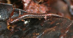 Nototriton picucha