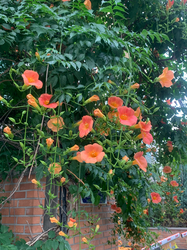 Campsis grandiflora