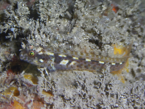 Veelvlek-slijmvis (Laiphognathus multimaculatus) — Blenniidae