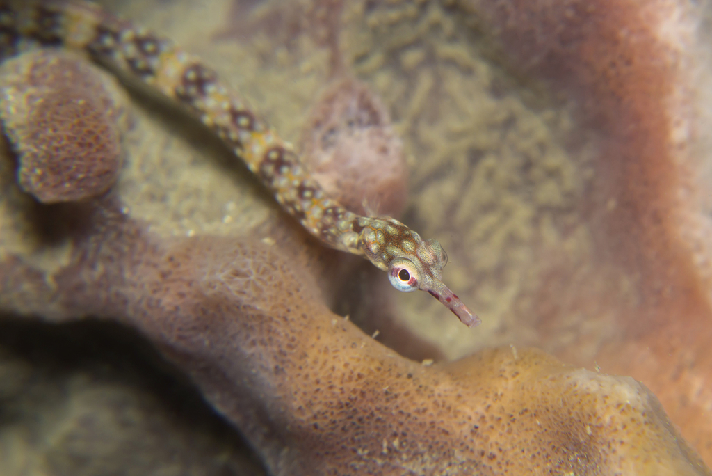 Banded Pipefish