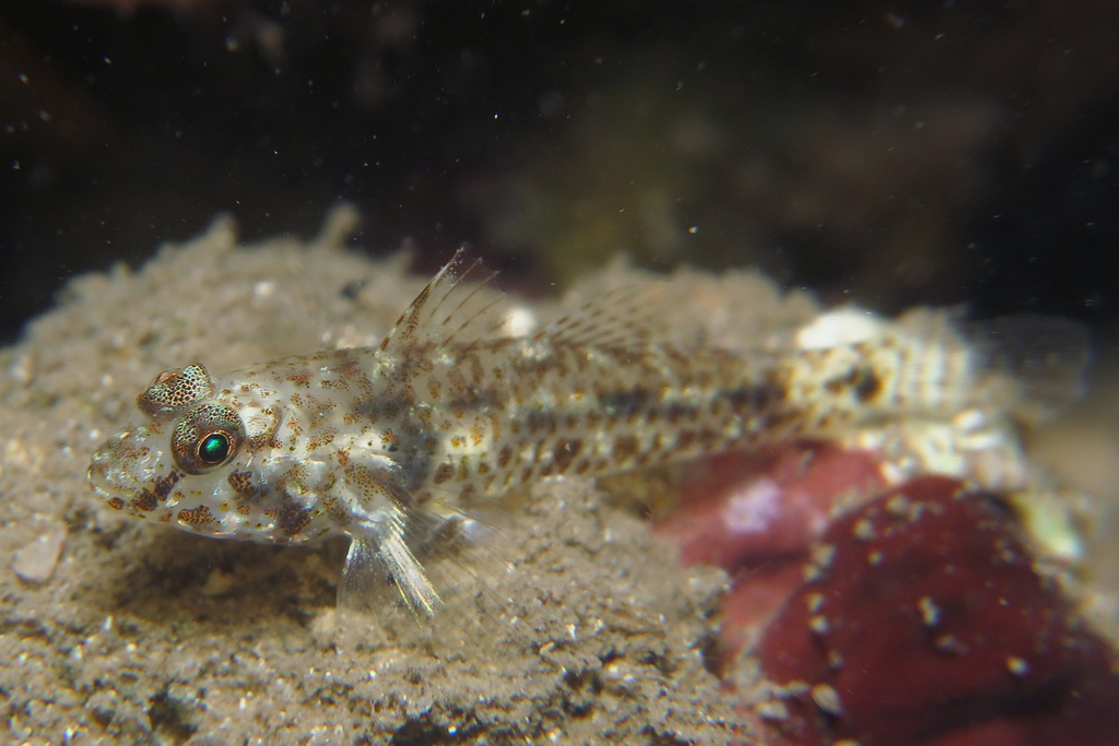 Shoulderspot Goby