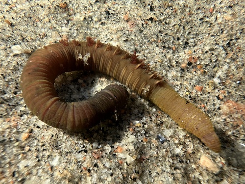 Blow Lugworm, photo 4 of 10