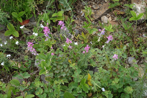 Kaspan Oxytrope (Oxytropis kaspensis)