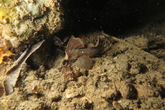 Ablabys binotatus