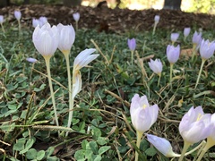 Crocus kotschyanus
