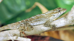 Anolis mccraniei