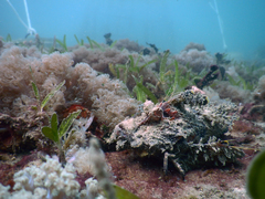 Inimicus filamentosus