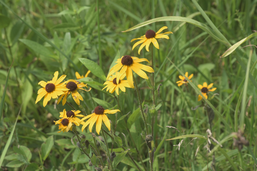 Coreopsis