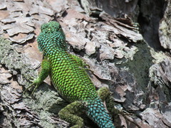 Sceloporus hondurensis