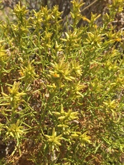 Ericameria paniculata