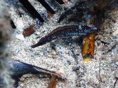 Syngnathidae