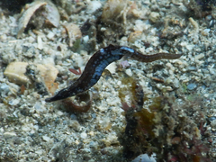 Syngnathidae