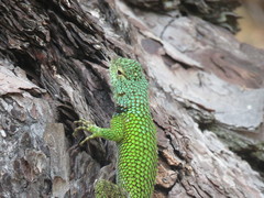 Sceloporus hondurensis