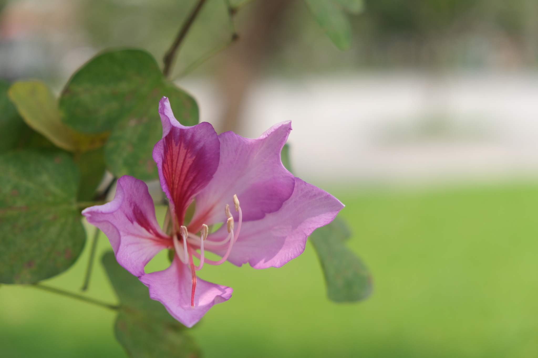 Bauhinia variegata — ảnh 3