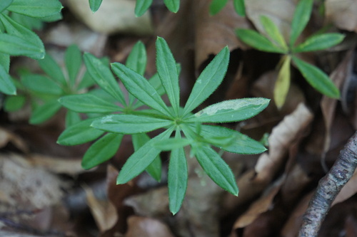 Phytobia morio