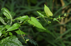 Jacquemontia paniculata