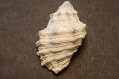 Drupella cornus